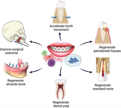 Frontiers Applications of regenerative techniques in adult